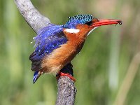 die vissie  Malachite Kingfisher - Frieda Prinsloo 2014 : frieda